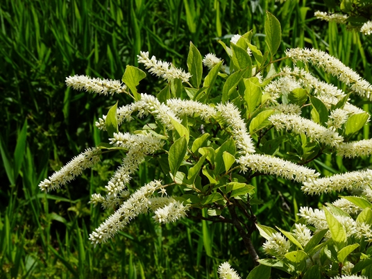 {Itea virginica}